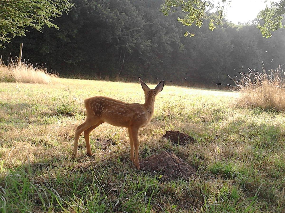 Le Rucher Bois-Normand-près-Lyre Exterior foto